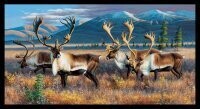 Majestic Caribou 24 1/2" X 44" Panel
